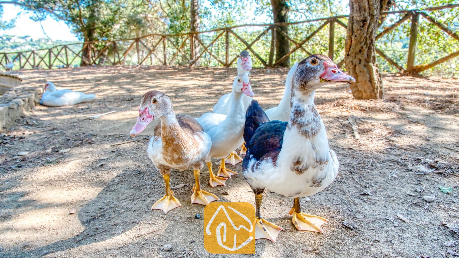 Vakantievilla's Costa Brava Spanje - Villa Paradise - Meerdere makkelijkduiven staan op een aarden ondergrond bij een houten schutting bij Villa Paradise in Spanje, omringd door bomen.