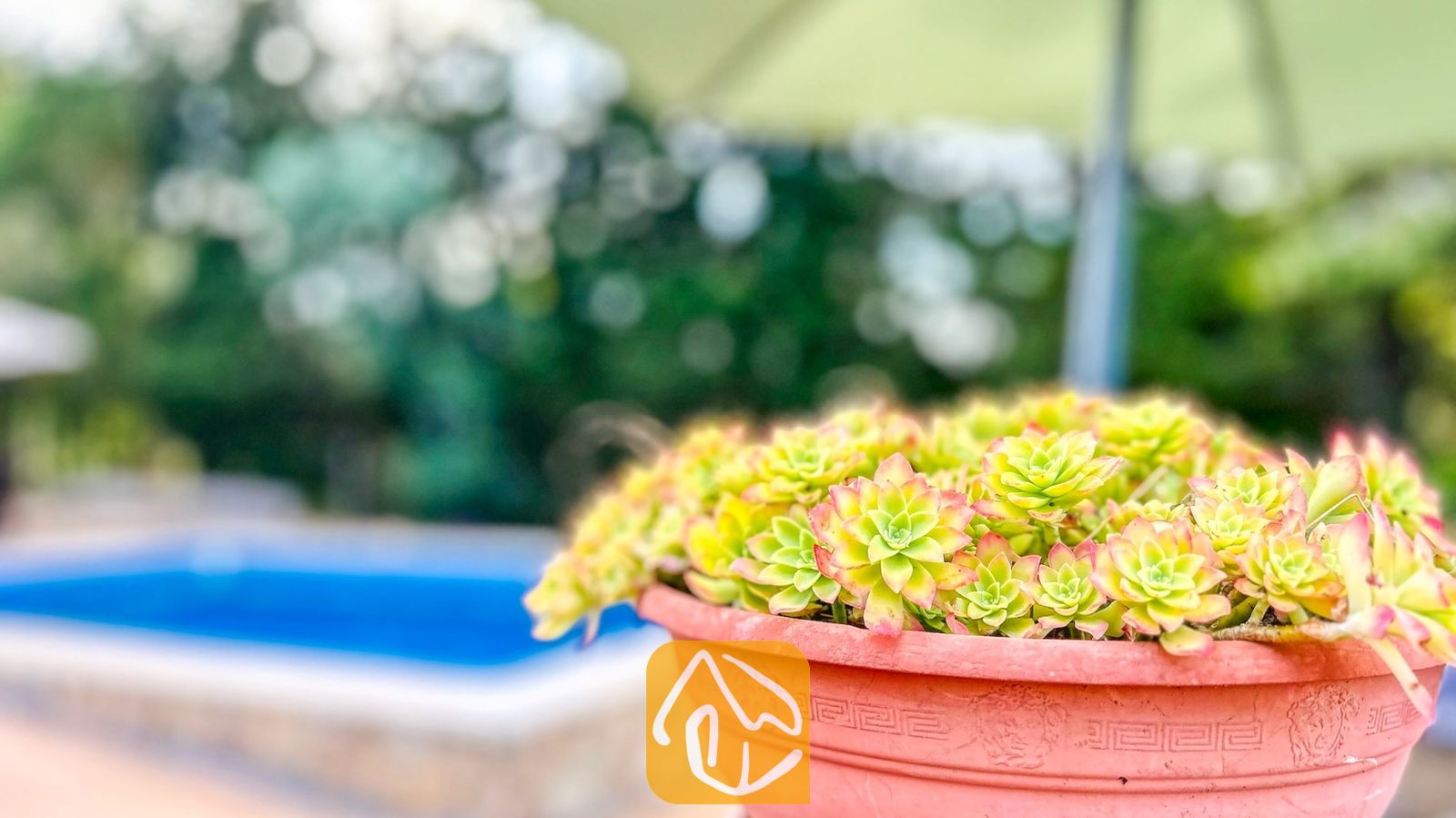 Vakantievilla's Costa Brava Spanje - Villa Iako - In de voorgrond staat een vetplant in een pot met lichtgroene en roze bladeren, tegen een achtergrond van een vervaagd buitenzwembad en een tuin.